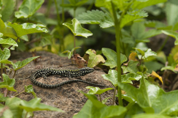 Common wall lizard basking in the sun