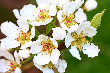 Pear tree blooming flowers