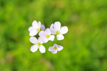 White wildflowers in springtime