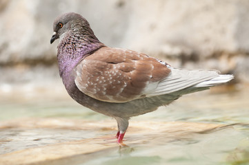 Brown pidgeon taking a bath in a fountain water