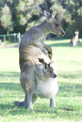 Kangaroo with Joey in Pouch Scratching Herself