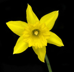Obraz premium Yellow Daffodil Flower Isolated on Black