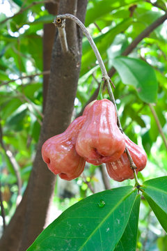 Red rose apple on tree