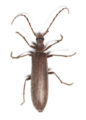 Calopus serraticornis isolated on white background