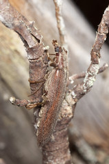 Calopus serraticornis sitting on wood, macro photo