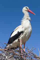 White stork standing on the nest / Ciconia ciconia