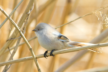bearded tit, female - reedling (Panurus biarmicus)