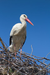 White stork standing on the nest / Ciconia ciconia