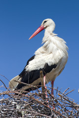 White stork standing on the nest / Ciconia ciconia