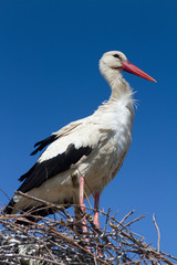 White stork standing on the nest / Ciconia ciconia