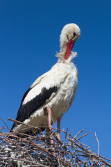 White stork standing on the nest / Ciconia ciconia