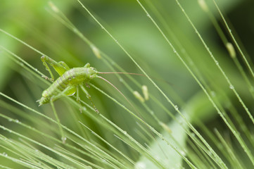 Closeup of grass spikes in Spring with grasshopper