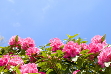 西洋シャクナゲの花と青空