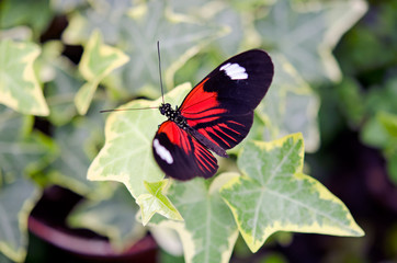 Fototapeta na wymiar mały czerwony motylek