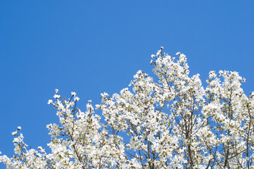 コブシの花と青空