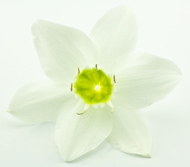 Fototapeta na wymiar fleur blanche du lys de la Vierge