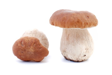 steinpilze, boletus