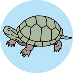 tortoise
