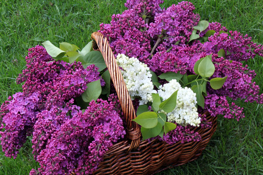 Korb mit Flieder