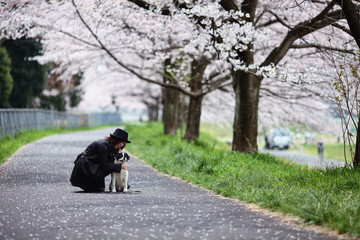 桜と犬と女性