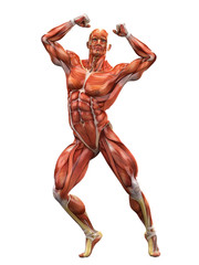 Fototapeta na wymiar muscle man I got the power pose