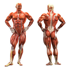 Fototapeta na wymiar muscle man front and back