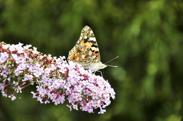 Schmetterling