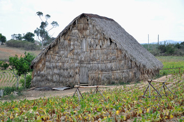 séchoir tabac