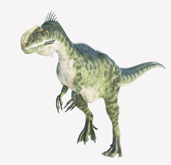 Fototapeta premium Monolophosaurus walking white background