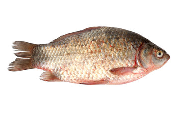 crucian on a white background