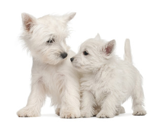 Two West Highland Terrier puppies, 7 weeks old,