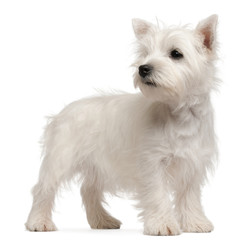 West Highland Terrier puppy, 4 months old,
