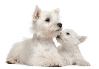 Two West Highland Terrier puppies, 4 months old and 7 weeks old,