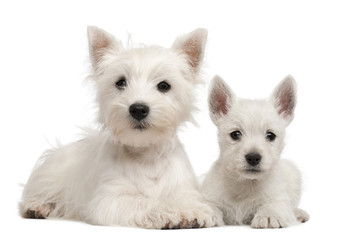 Fototapeta na wymiar Two West Highland Terrier puppies, 4 months old and 7 weeks old,