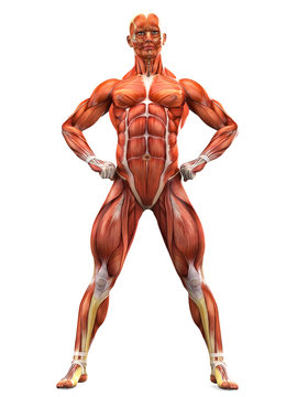 muscle man front view