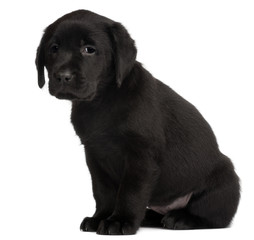Labrador puppy, 7 weeks old,