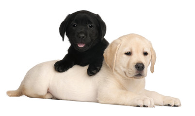 Two Labrador puppies, 7 weeks old,