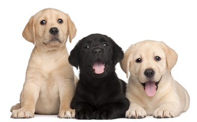 Three Labrador puppies, 7 weeks old,