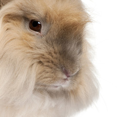 Close-up of English Angora rabbit