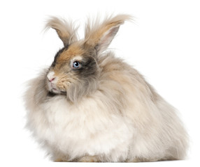 English Angora rabbit in front of white background