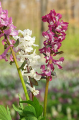 Corydalis (fumewort) flowers