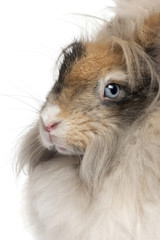 Close-up of English Angora rabbit