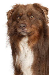 Close-up of Australian Shepherd dog in front of white background