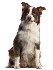 Australian Shepherd dog, 9 months old,