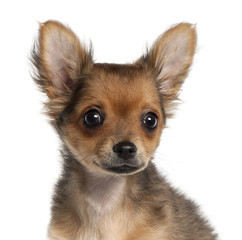 Close-up of Chihuahua puppy, 2 and a half months old,