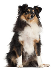 Shetland Sheepdog, 1 year old,