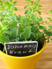 Johanniskraut im Kräutertopf