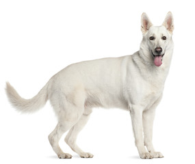 Berger Blanc Suisse, 4 years old,