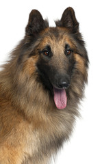 Close-up of Belgian Shepherd or Tervuren, 2 years old,