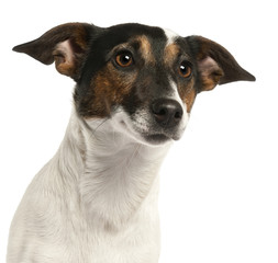 Close-up of Jack Russell Terrier, 1 and a half years old,
